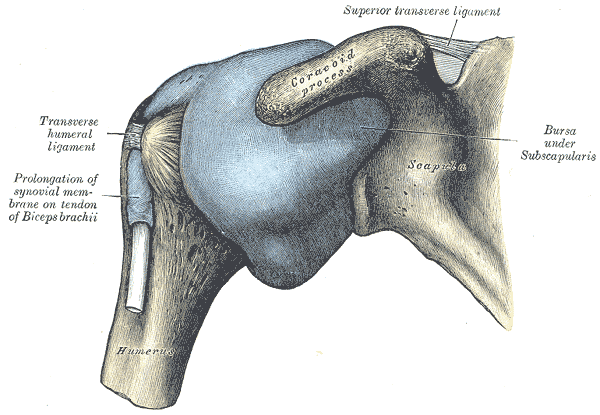 Frozen Shoulder (Adhesive Capsulitis) تيبس مفصل الكتف (التهاب كبسولة المفصل)